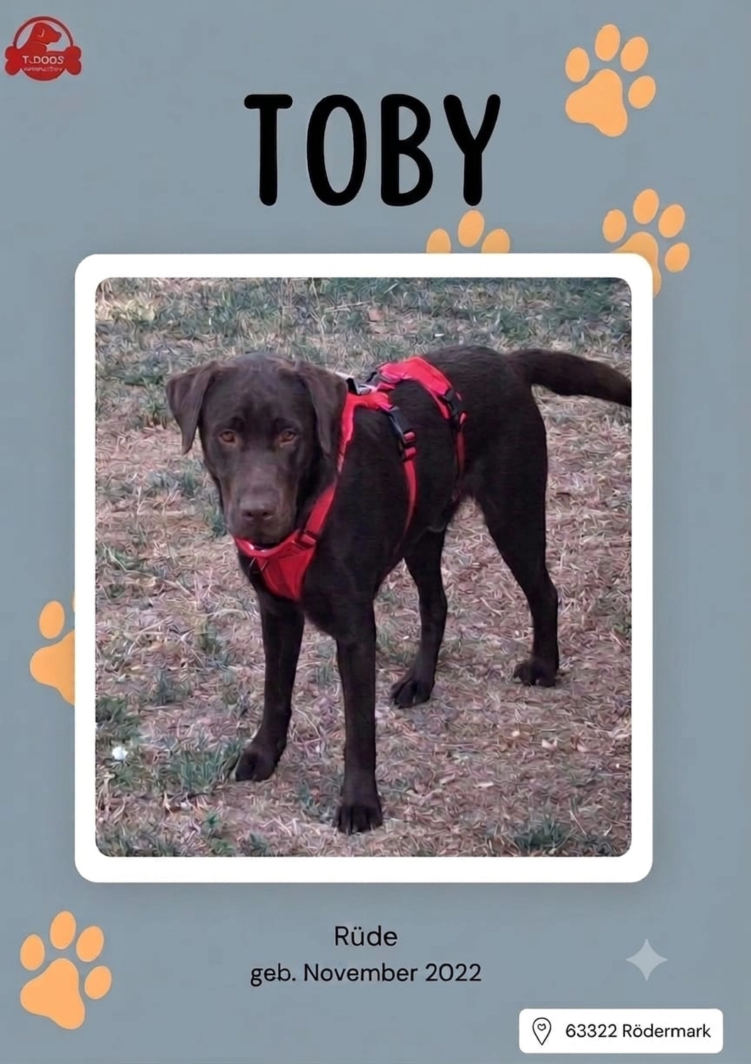 Zuhause gefunden: Toby